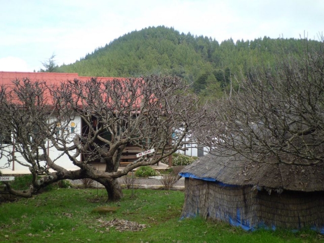 Arboles centenarios